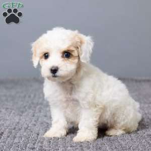 Kiana, Bich-Poo Puppy